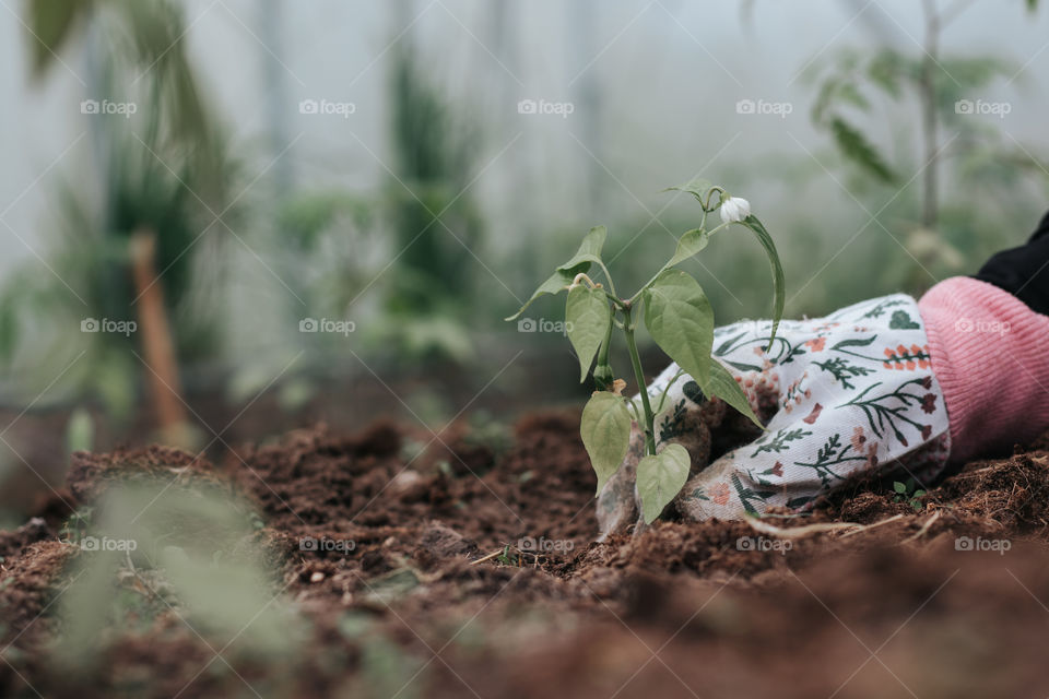 Planting plants