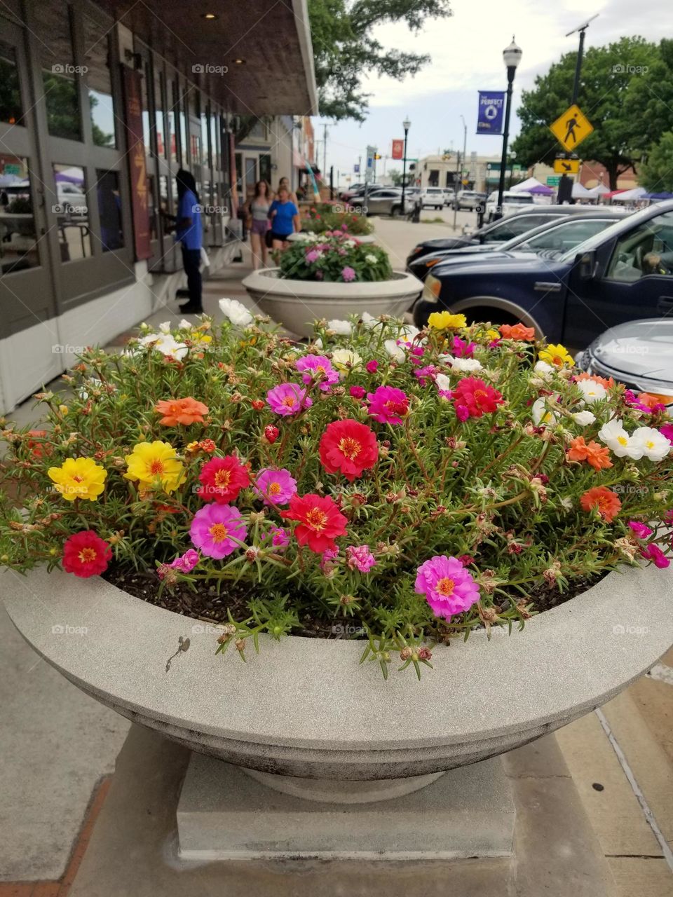 Colorful Moss Roses in Rainbow Colors