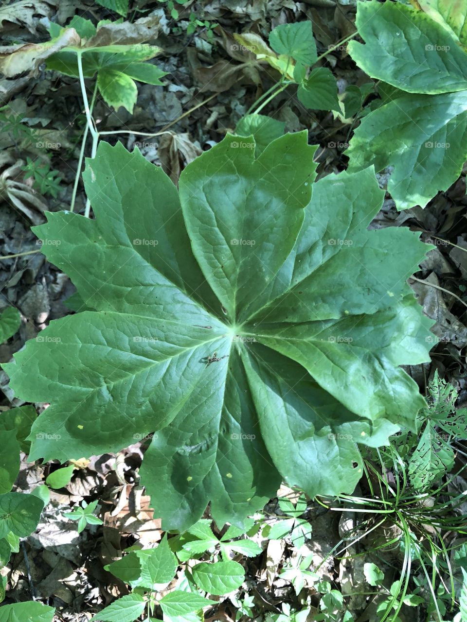 Mayapple