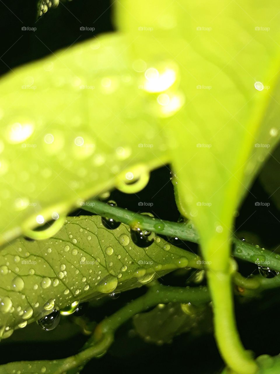 Leaf 🍃💧