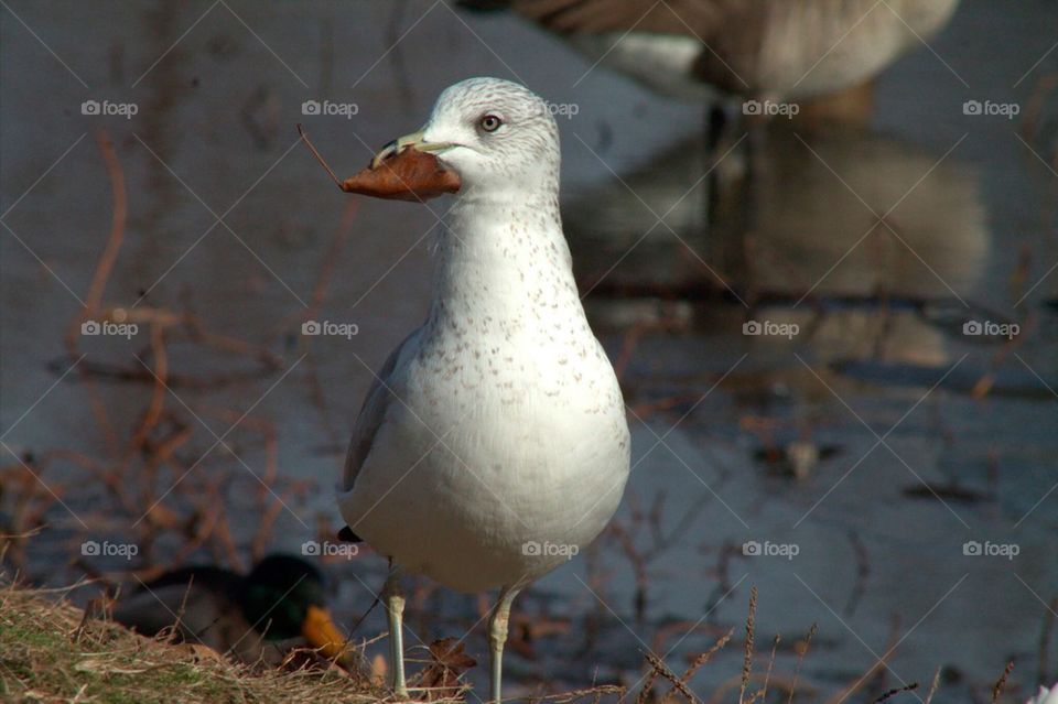 Common Gull