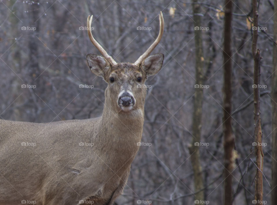 A walk in the woods...