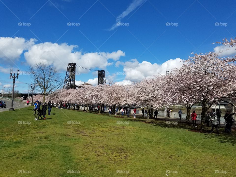 Tree, Outdoors, Landscape, No Person, Grass