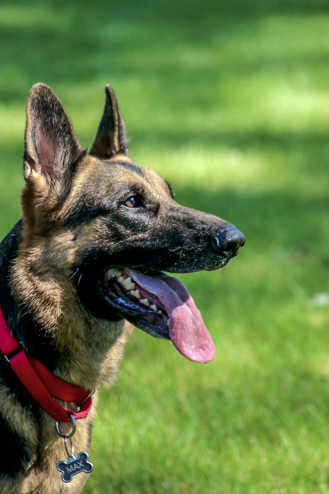 Side view of german shepard dog
