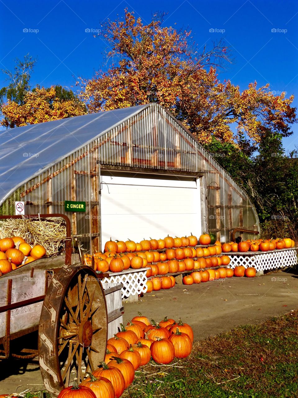October at the pumpkin farm