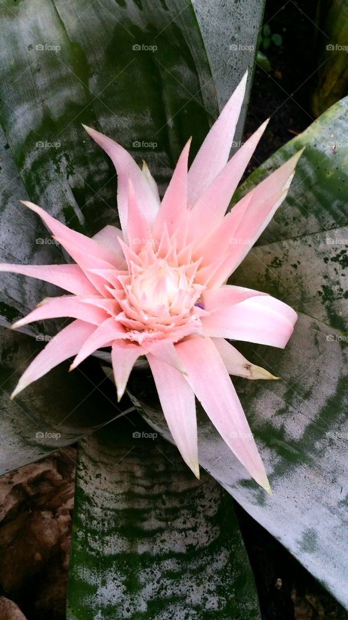 Agave Pink Flower
