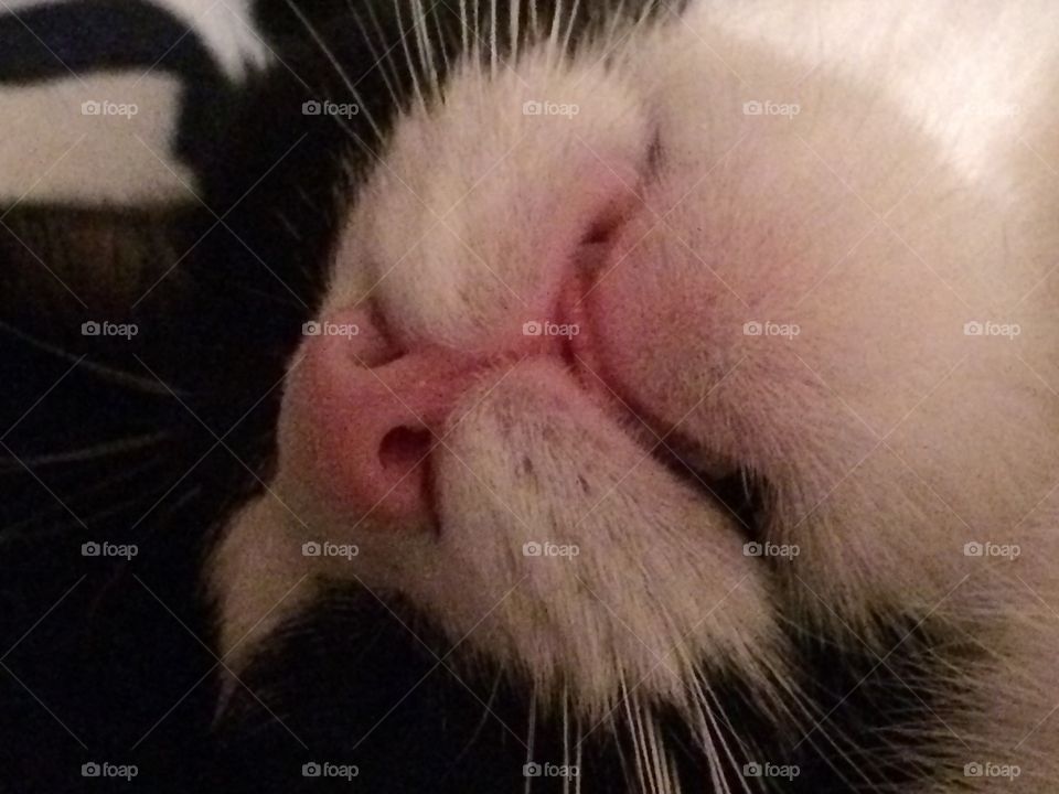 Sleeping cat