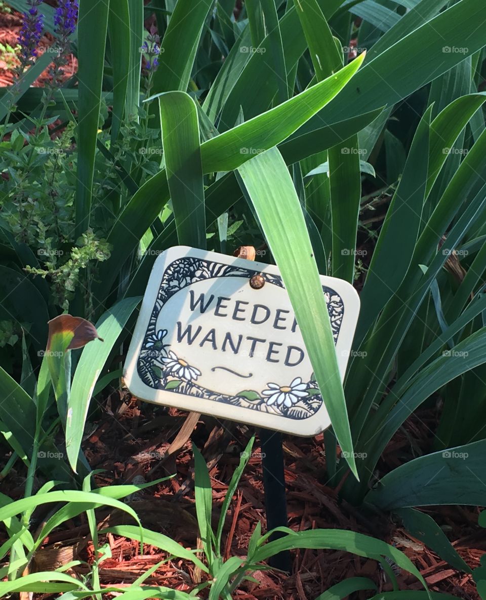 “Weeded Wanted” garden decor 
