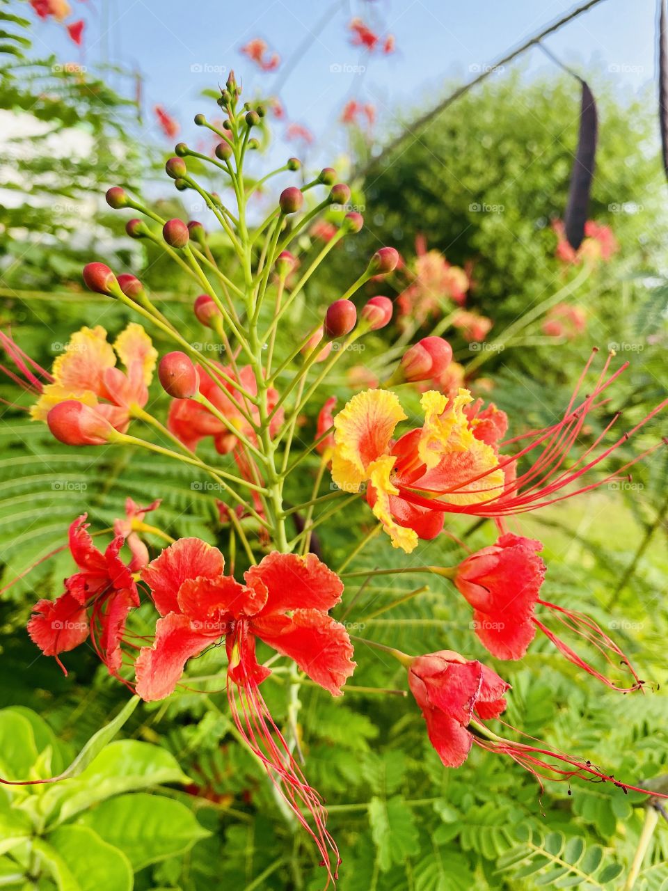 Beautiful red and orange flowers in the botanical 