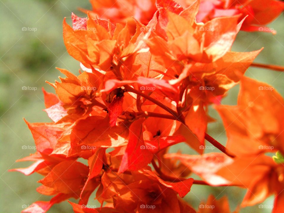 Beautiful orange or red color Bougainvillea is a genus of thorny ornamental vines, bushes, or trees or Orange King bougainvillea.