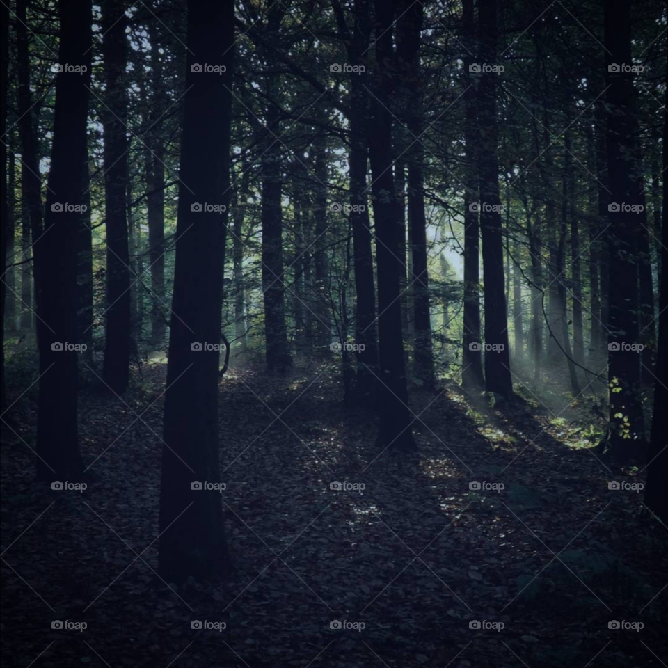 Dark, mysterious, moody forest