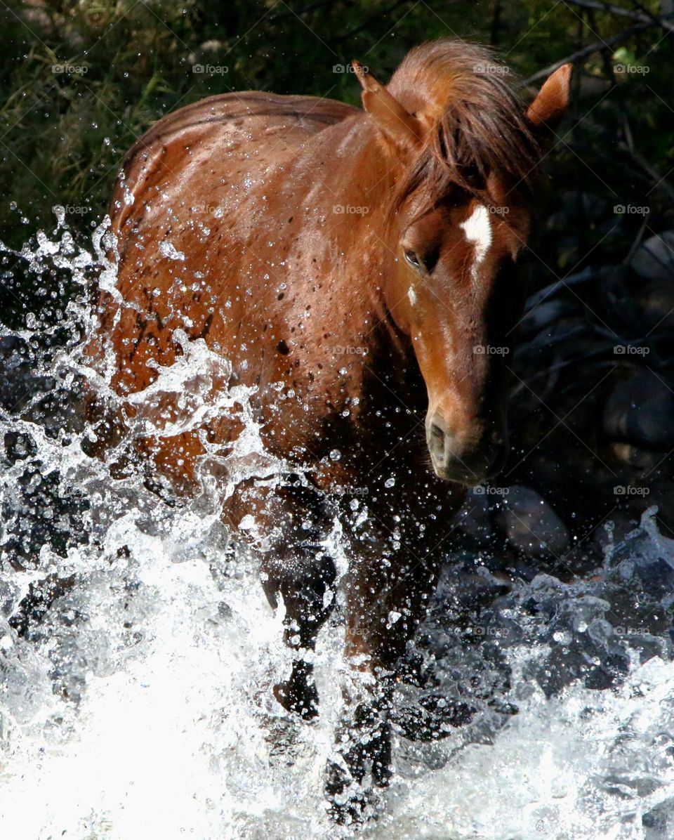 Wild Stallion Making a Splash