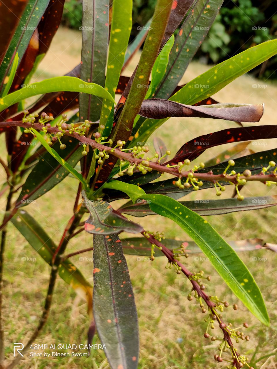 colourful leaves plant with seed on stem