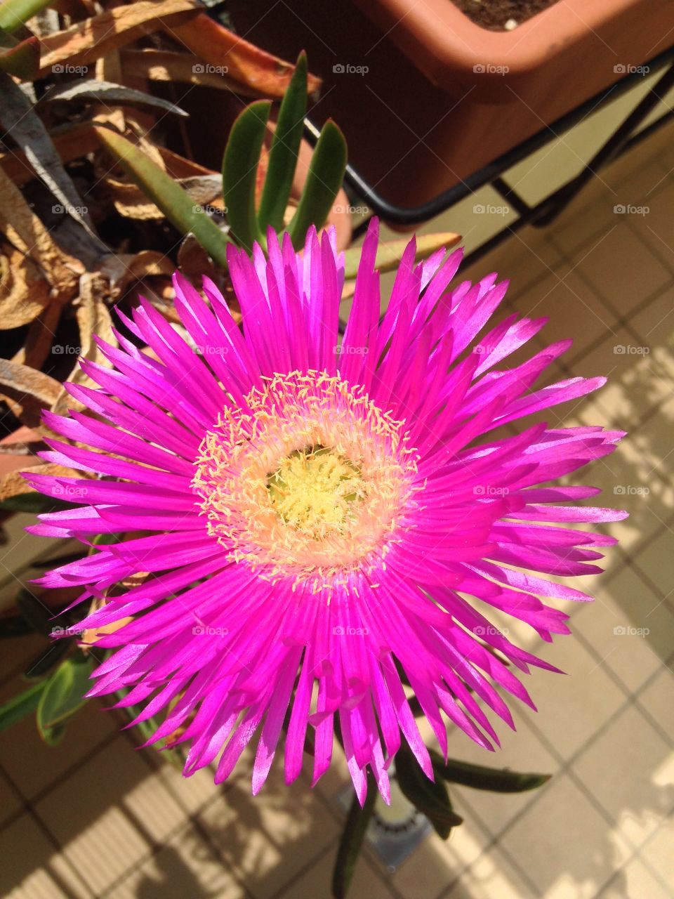 High angle view of pink flower