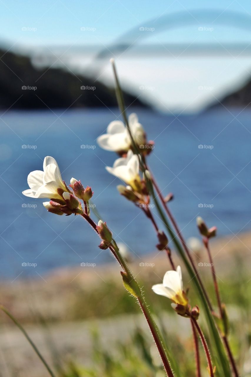 Close-up of white flower