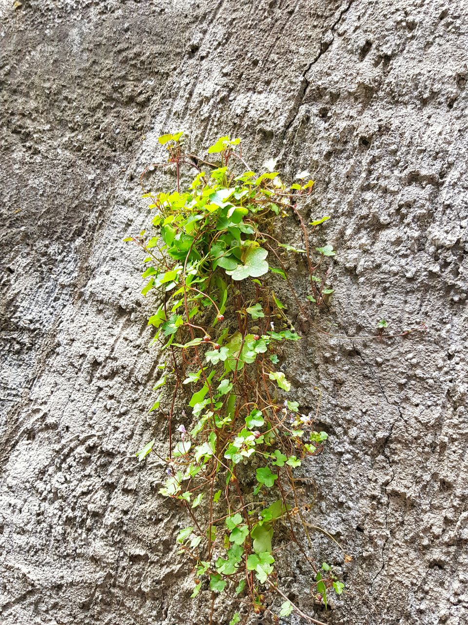 Plant grows from concrete