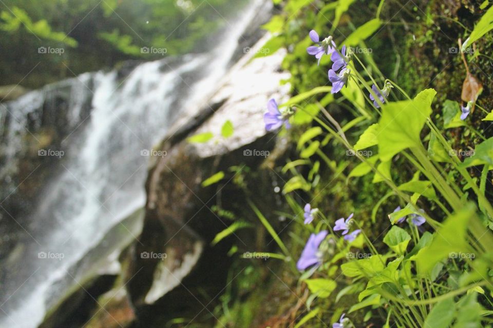 Violets at the Lehigh Gorge 