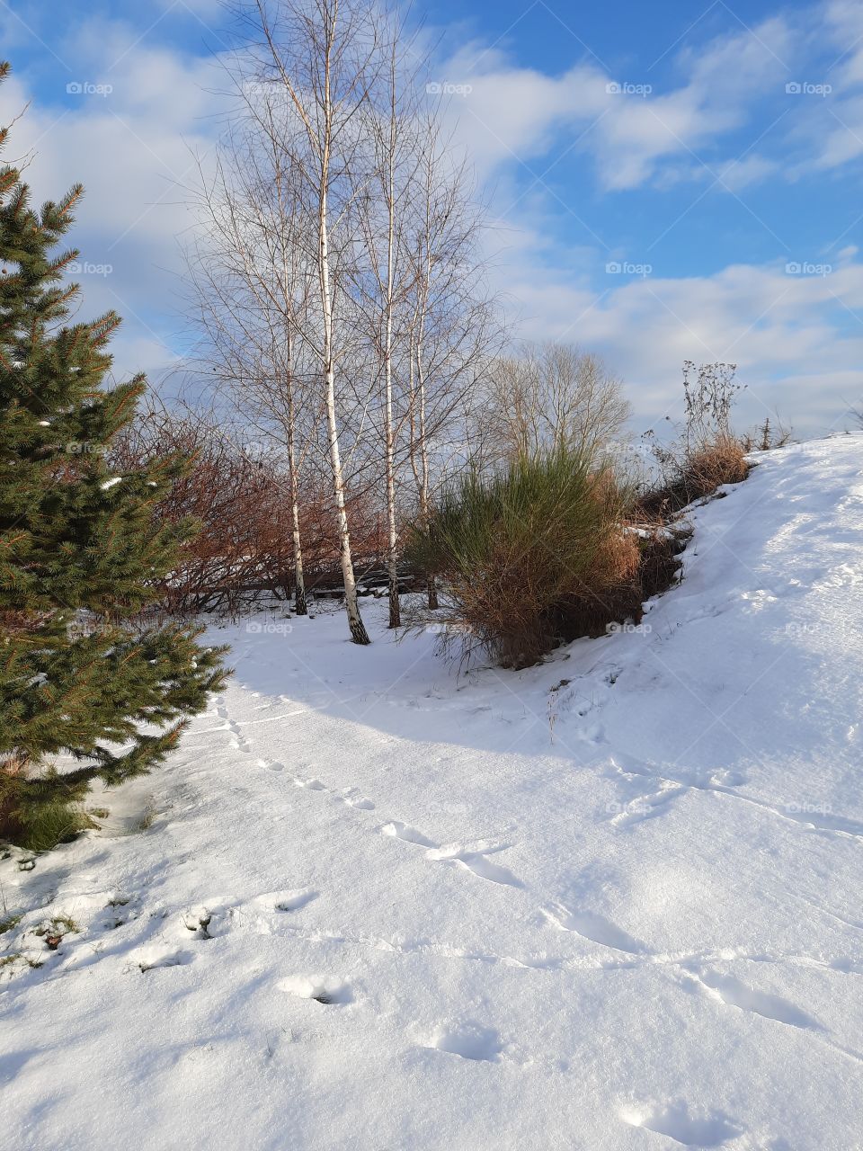 corner of a garden on a sunny day in winter