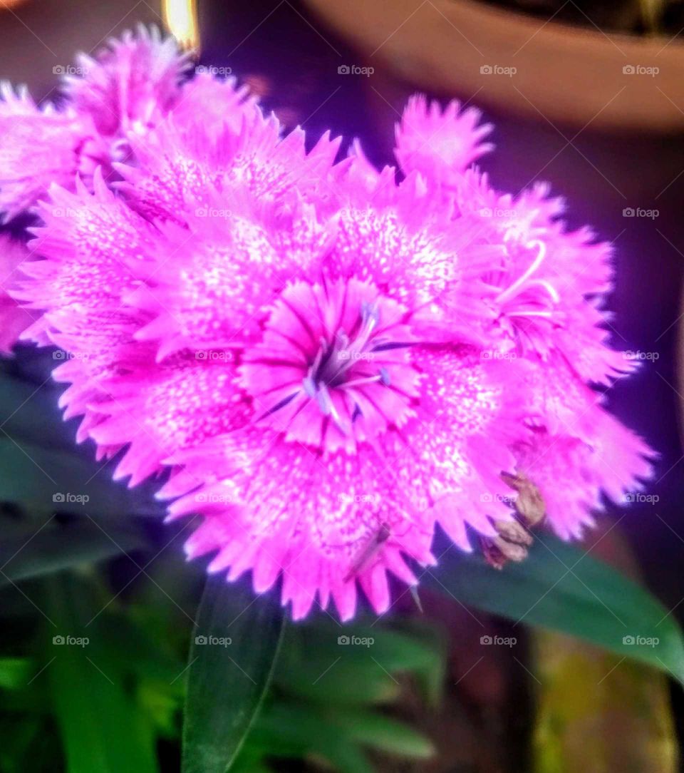 about
Beautiful pink flower