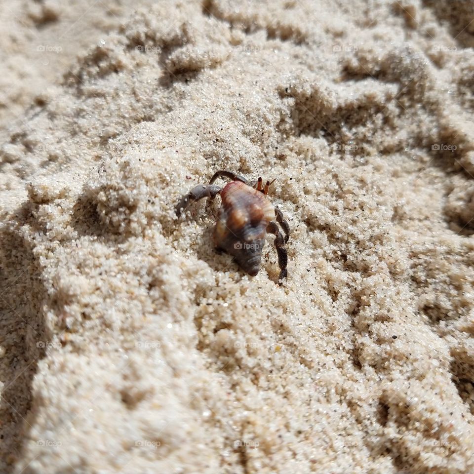 cangrejo
ermitaño
arena
playa
concha
caracol