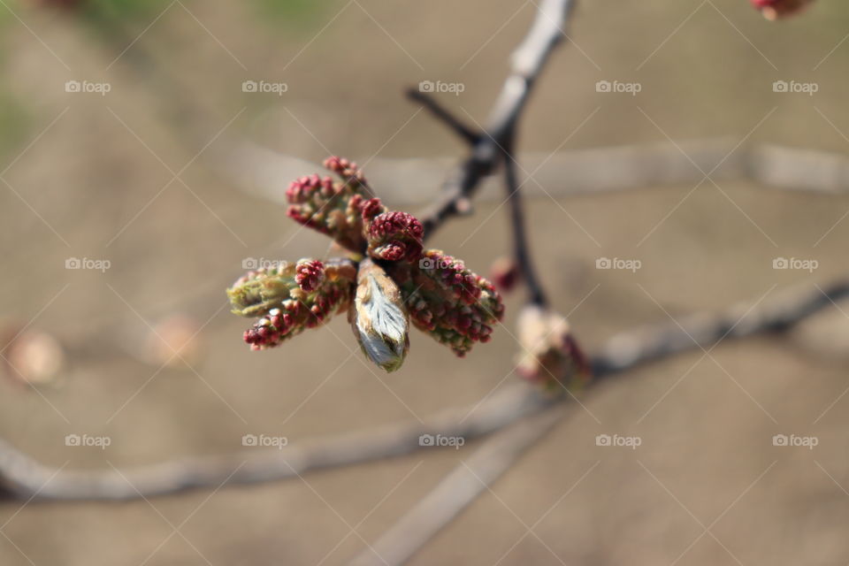 Spring is budding