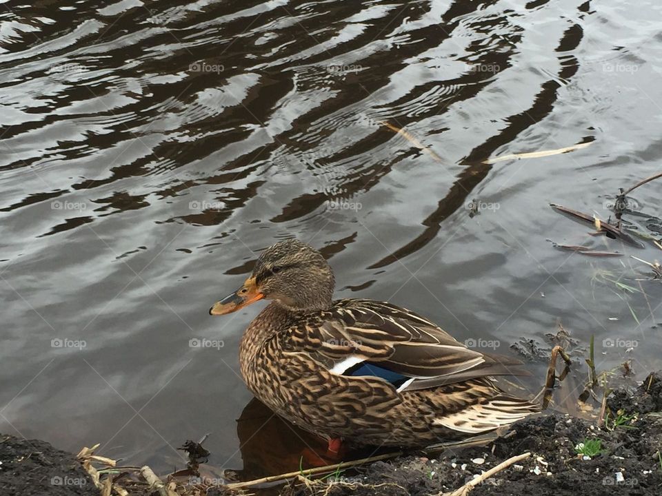 A duck relaxing by the river