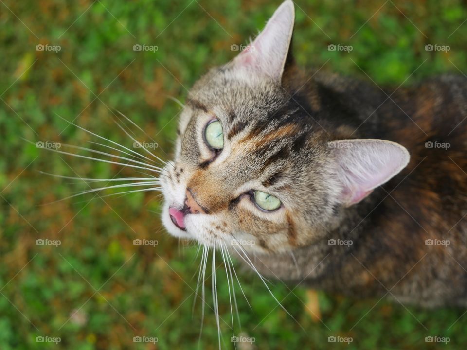 Cat looking up