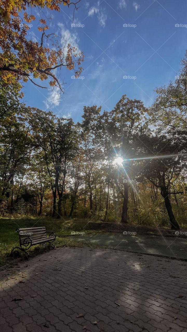 rays of the autumn sun in the park