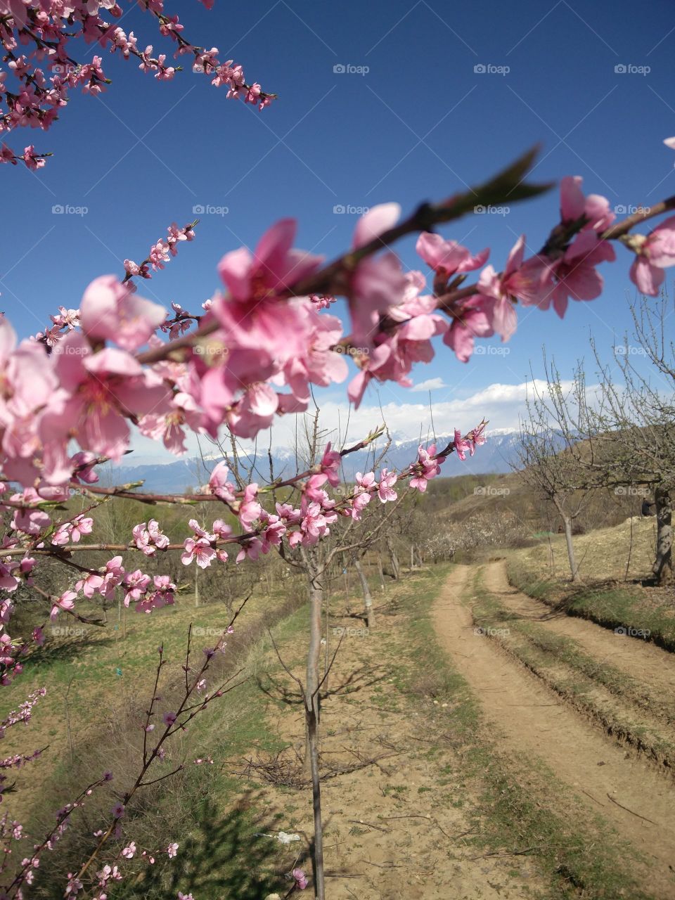 plant potraits flower lover blossoming trees amazing atmosphere photography 
📸 Muneeb bhat