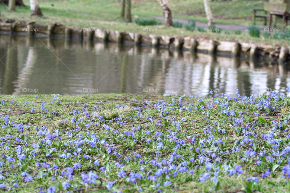 spring flowers summer bluebells by leonbritton123