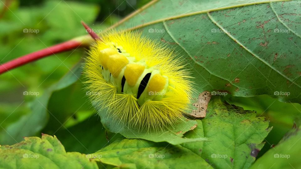 Caterpillar