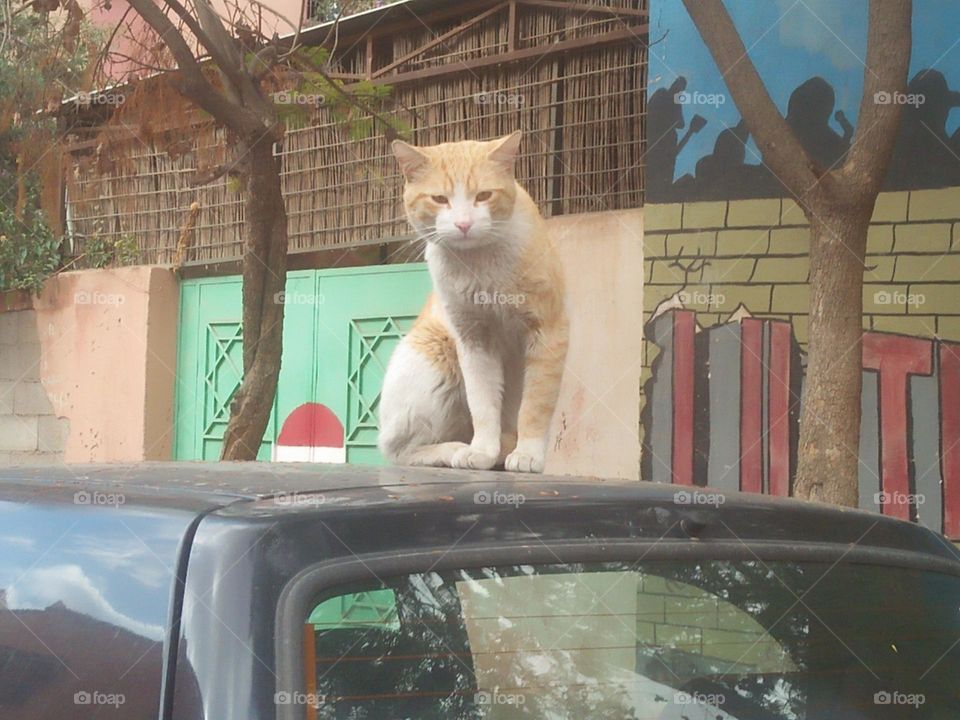 Beautiful cat looking at camera