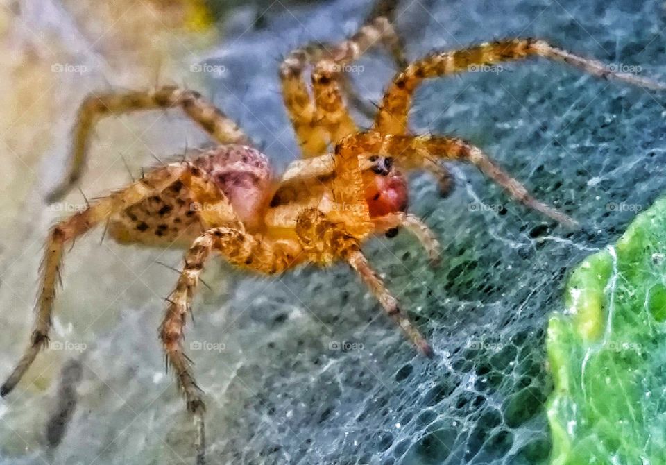 Close-up of spider on web