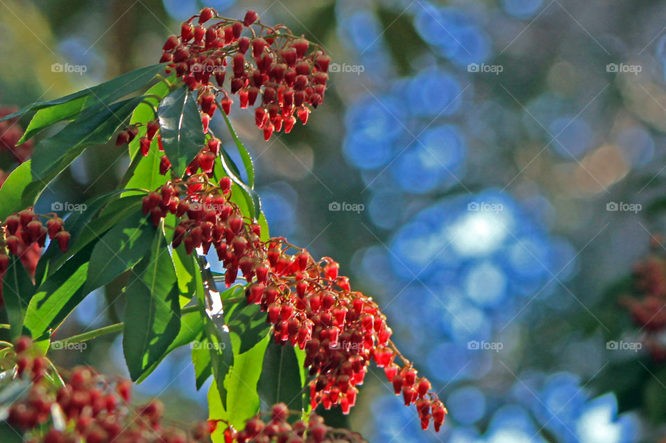 Early morning shots at a beautiful woodland garden! A bush with tiny red bell like buds just getting ready to burst open. They look like translucent pomegranate seeds in the sunlight. 🌞