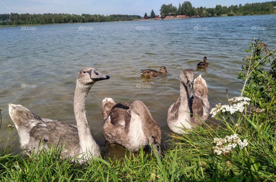 swans family on a lake summer landscape