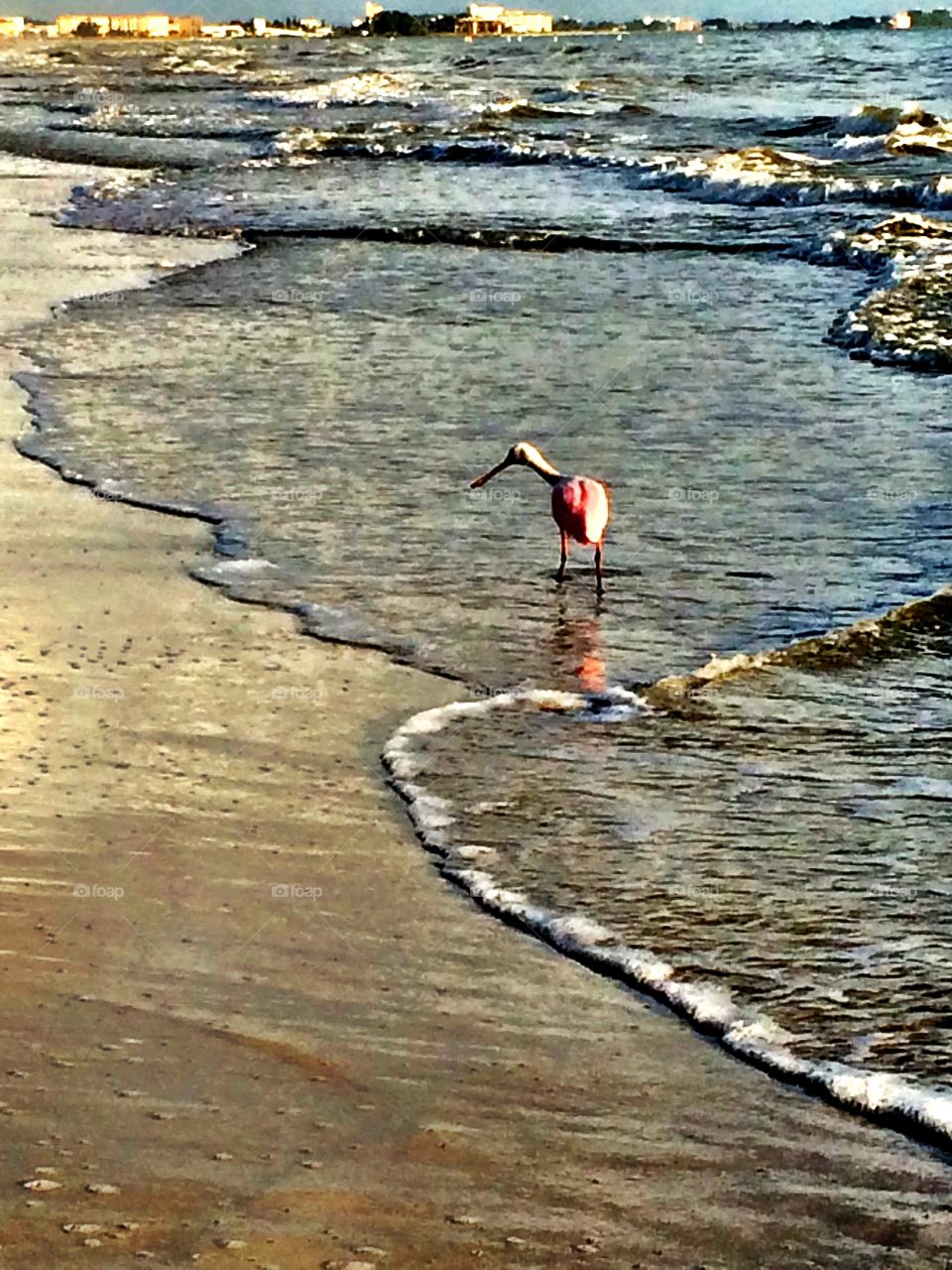 Bird on beach