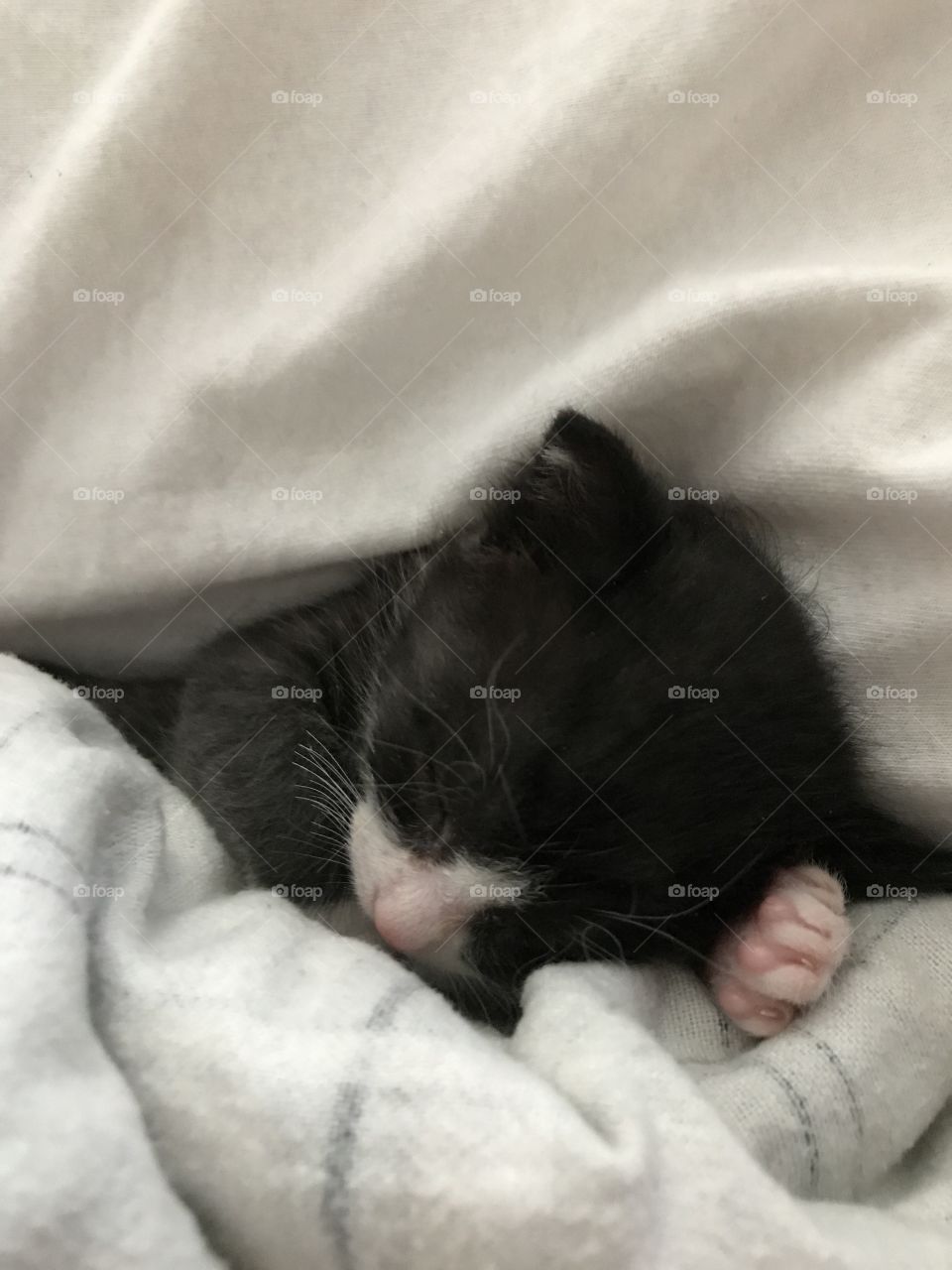 Sleeping Kitten 