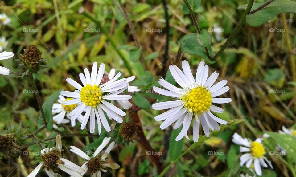 Wildflowers after rain