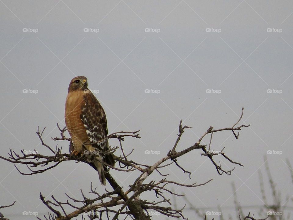 Red-Shouldered Hawk