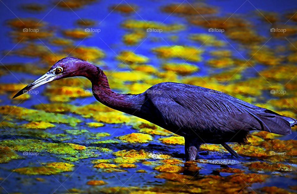 A Little Blue Heron hunting for his supper on a lake in Florida. 