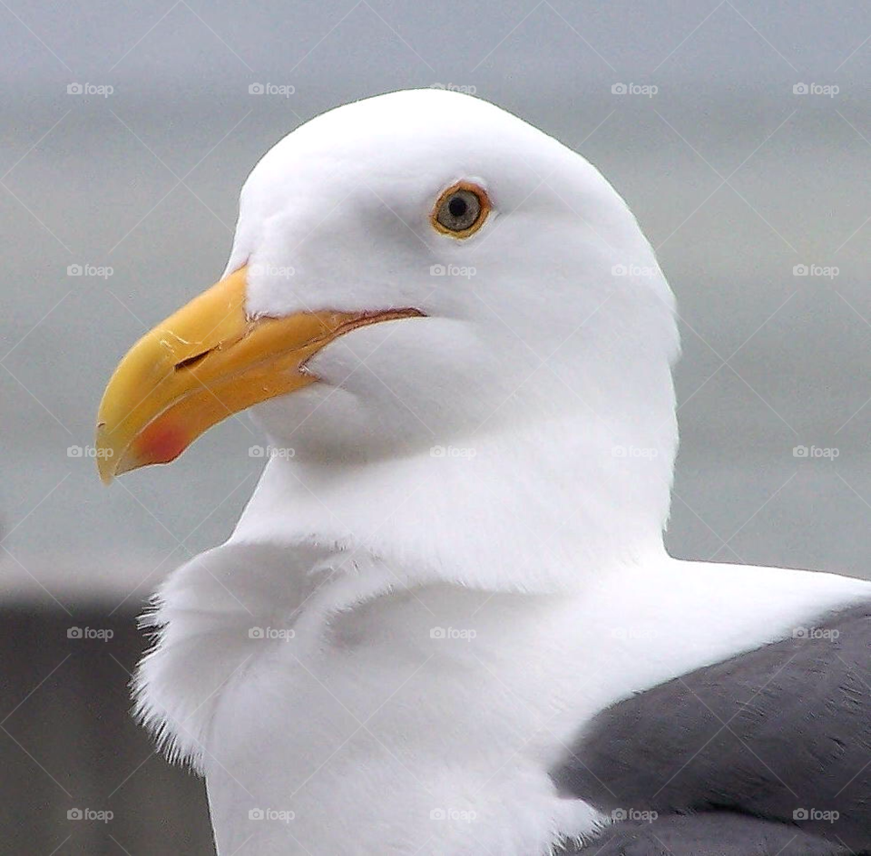 bird sea seagull close up by Ros