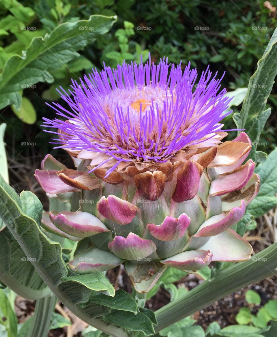 Close-up of artichoke flower