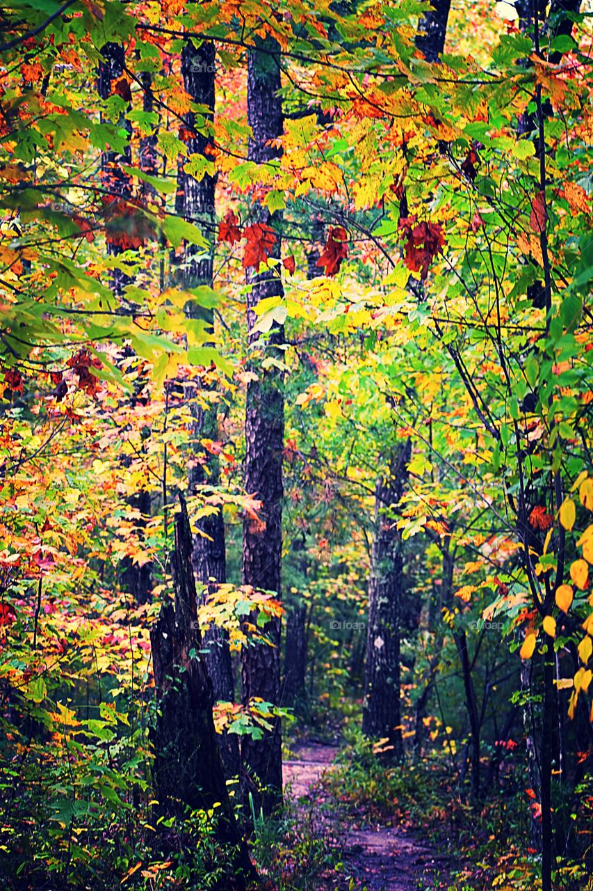 Red River Gorge fall colors