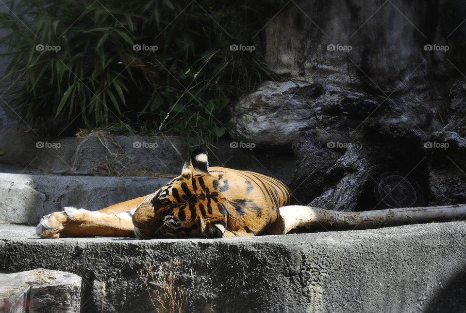 Tiger Sleeping