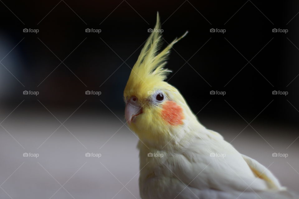 Lutino Cockatiel Rosy