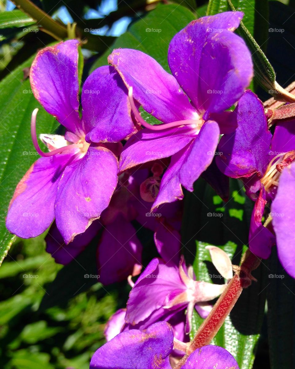 Floral Plant