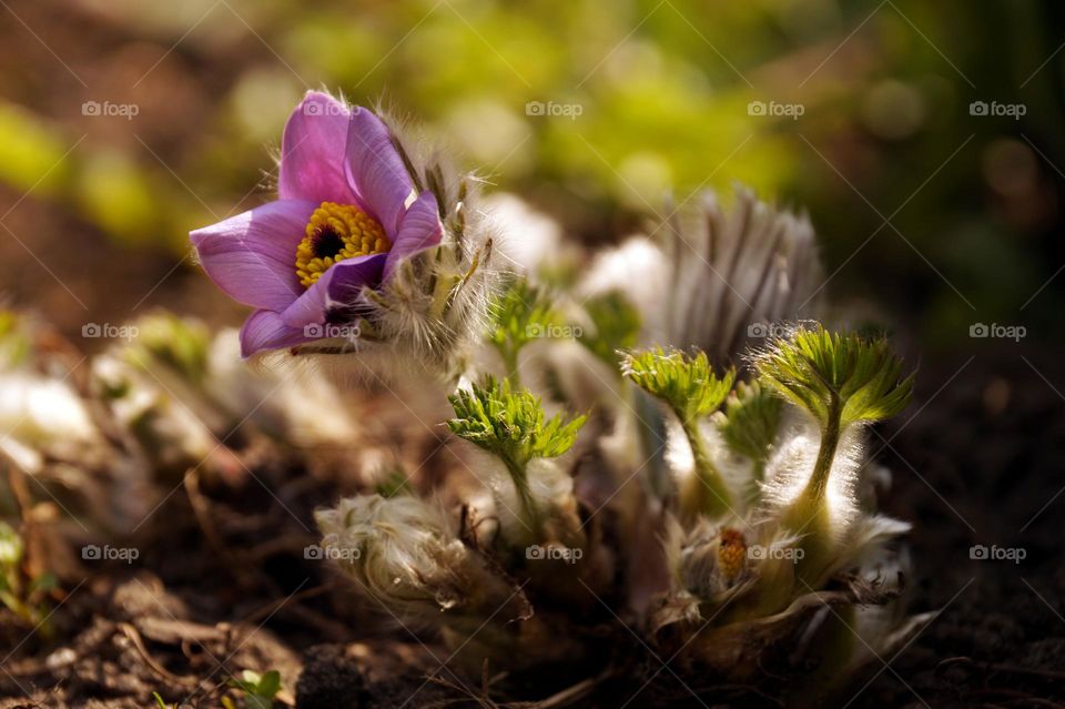 Flower lumbago