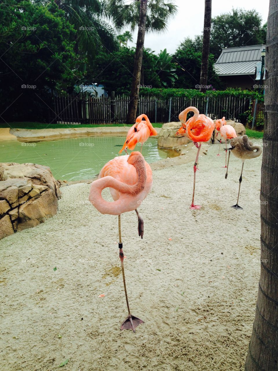 Flamingo 