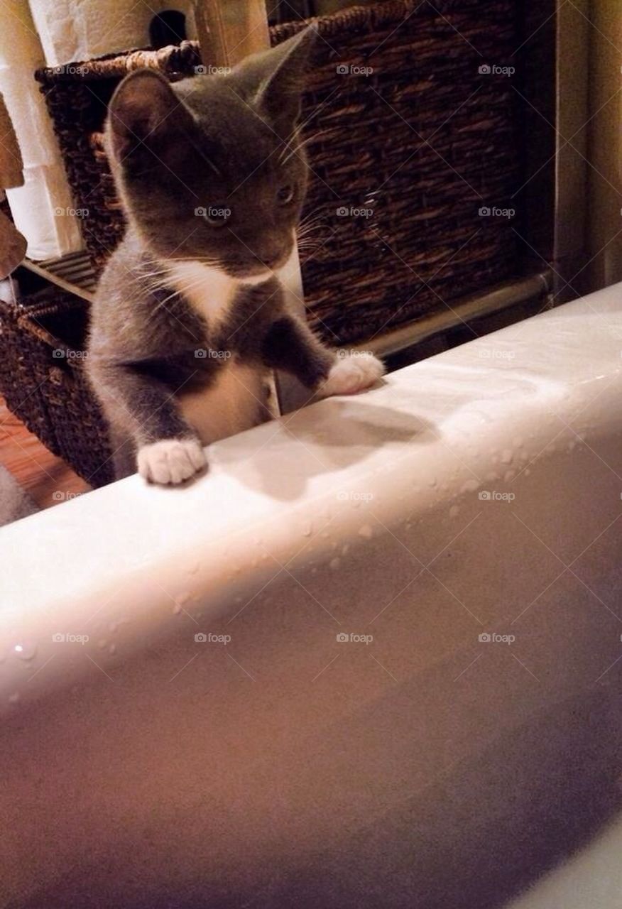 Bath tub kitty