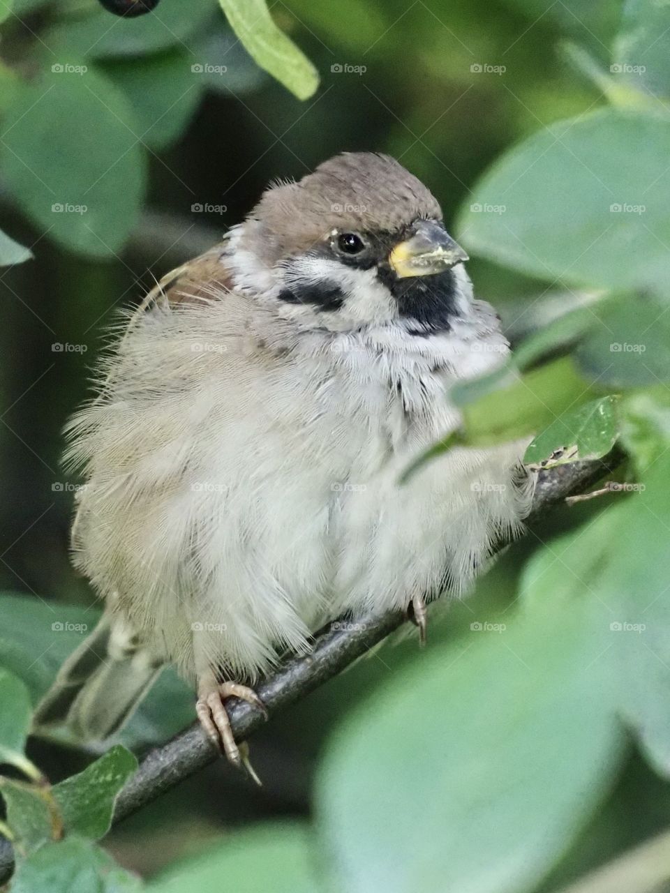 Sparrow